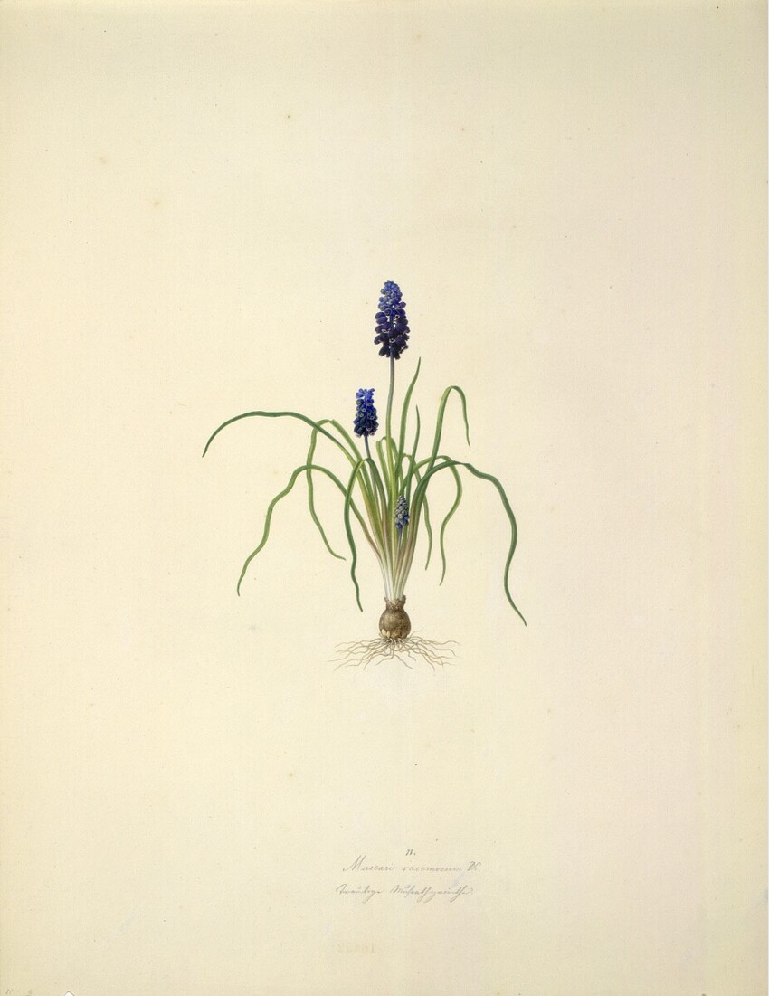 August Rokert (Fulnek in Mähren 1775 - 1855 Wien) | Muscari racemosum DC - Traubenhyazinthe | Displayed motifs: Plant, Flower, 