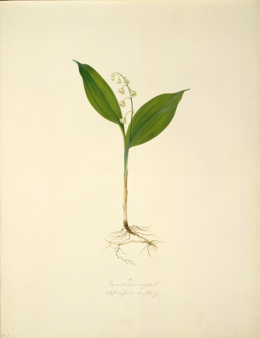 August Rokert (Fulnek in Mähren 1775 - 1855 Wien) | Convallaria majalis L - Maiglöckchen | Displayed motifs: Plant, 