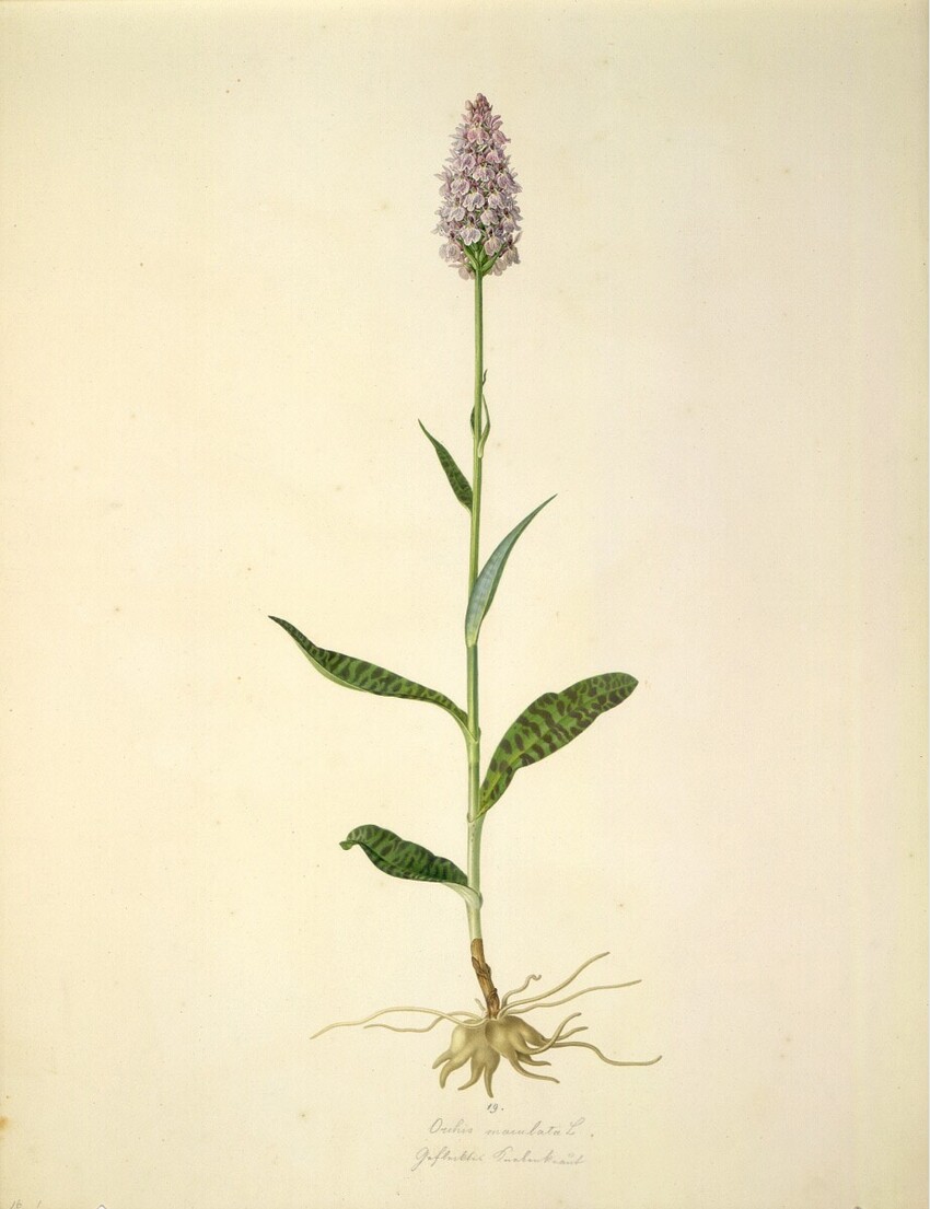 August Rokert (Fulnek in Mähren 1775 - 1855 Wien) | Orchis maculata L - Geflecktes Knabenkraut | Displayed motifs: Plant, Flower, 