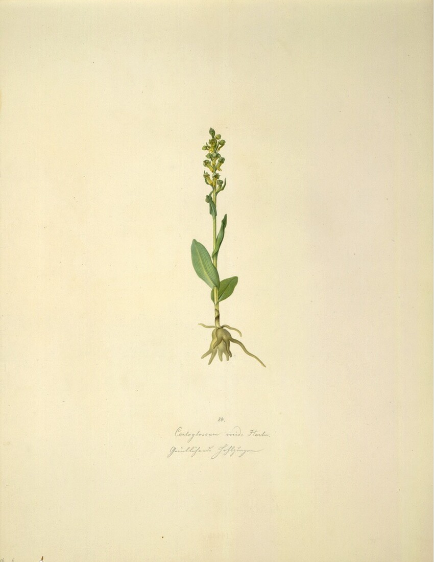 August Rokert (Fulnek in Mähren 1775 - 1855 Wien) | Coeloglossum viride Hartm. - Grüne Hohlzunge | Displayed motifs: Plant, Flower, 