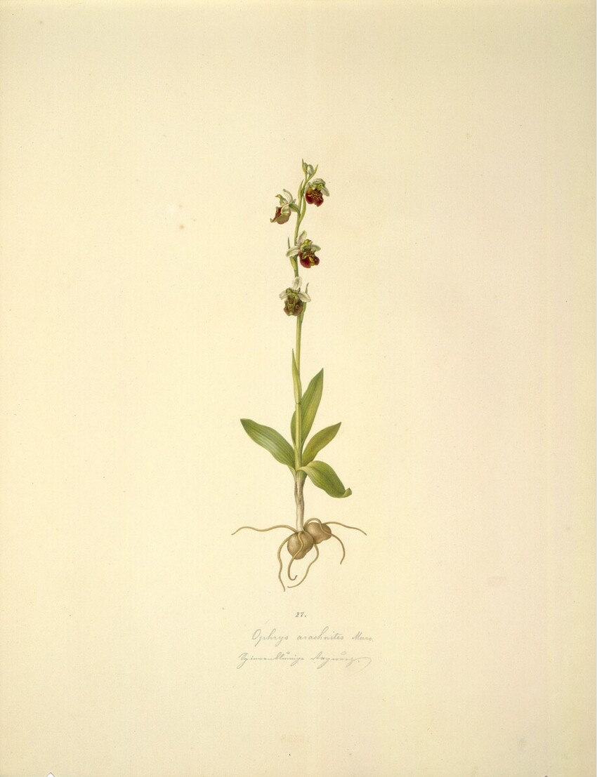 August Rokert (Fulnek in Mähren 1775 - 1855 Wien) | Ophrys arachnites Marr. - Hummel-Ragwurz | Displayed motifs: Insect, Plant, Flower, 