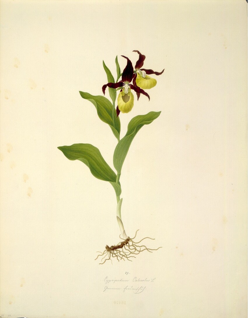 August Rokert (Fulnek in Mähren 1775 - 1855 Wien) | Cypripedium Calceolus L - Gelber Frauenschuh | Displayed motifs: Flower, Insect, Plant, Angel, 