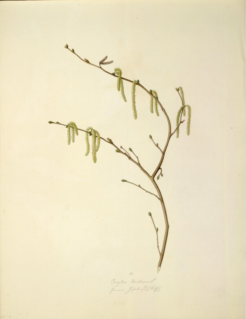 August Rokert (Fulnek in Mähren 1775 - 1855 Wien) | Corylus Avellana L - Gemeine Hasel (Blüte) | Displayed motifs: Plant, 