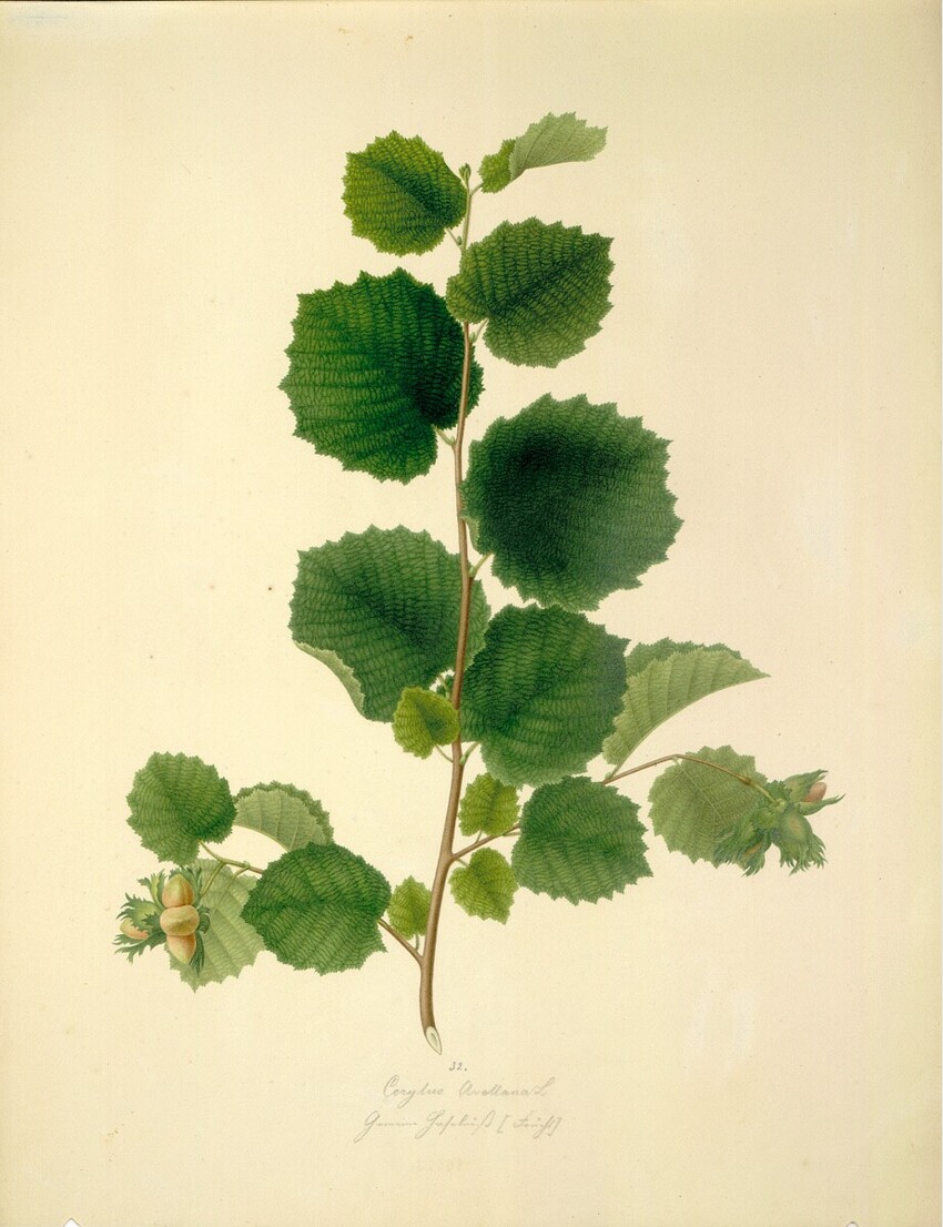 August Rokert (Fulnek in Mähren 1775 - 1855 Wien) | Corylus Avellana L - Gemeine Hasel (Frucht) | Displayed motifs: Plant, Flower, 
