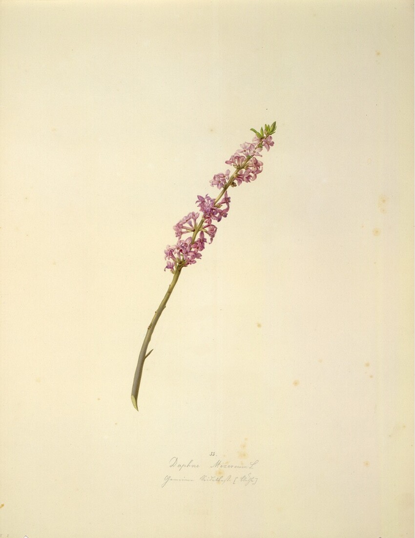 August Rokert (Fulnek in Mähren 1775 - 1855 Wien) | Daphne Mezereum L - Echter Seidelbast (Blüte) | Displayed motifs: Plant, Flower, 