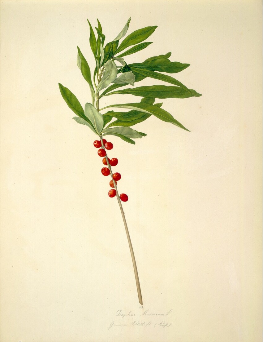 August Rokert (Fulnek in Mähren 1775 - 1855 Wien) | Daphne Mezereum L - Echter Seidelbast (Frucht) | Displayed motifs: Plant, Houseplant, 