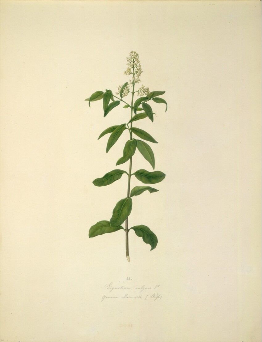 August Rokert (Fulnek in Mähren 1775 - 1855 Wien) | Ligustrum vulgare L - Gewöhnlicher Liguster (Blüte) | Displayed motifs: Plant, Flower, 