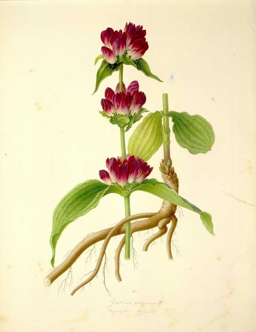 August Rokert (Fulnek in Mähren 1775 - 1855 Wien) | Gentiana pannonica L - Pannonischer Enzian | Displayed motifs: Flower, Plant, 