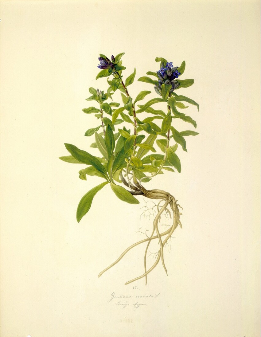 August Rokert (Fulnek in Mähren 1775 - 1855 Wien) | Gentiana cruciata L - Kreuz-Enzian | Displayed motifs: Flower, Plant, 