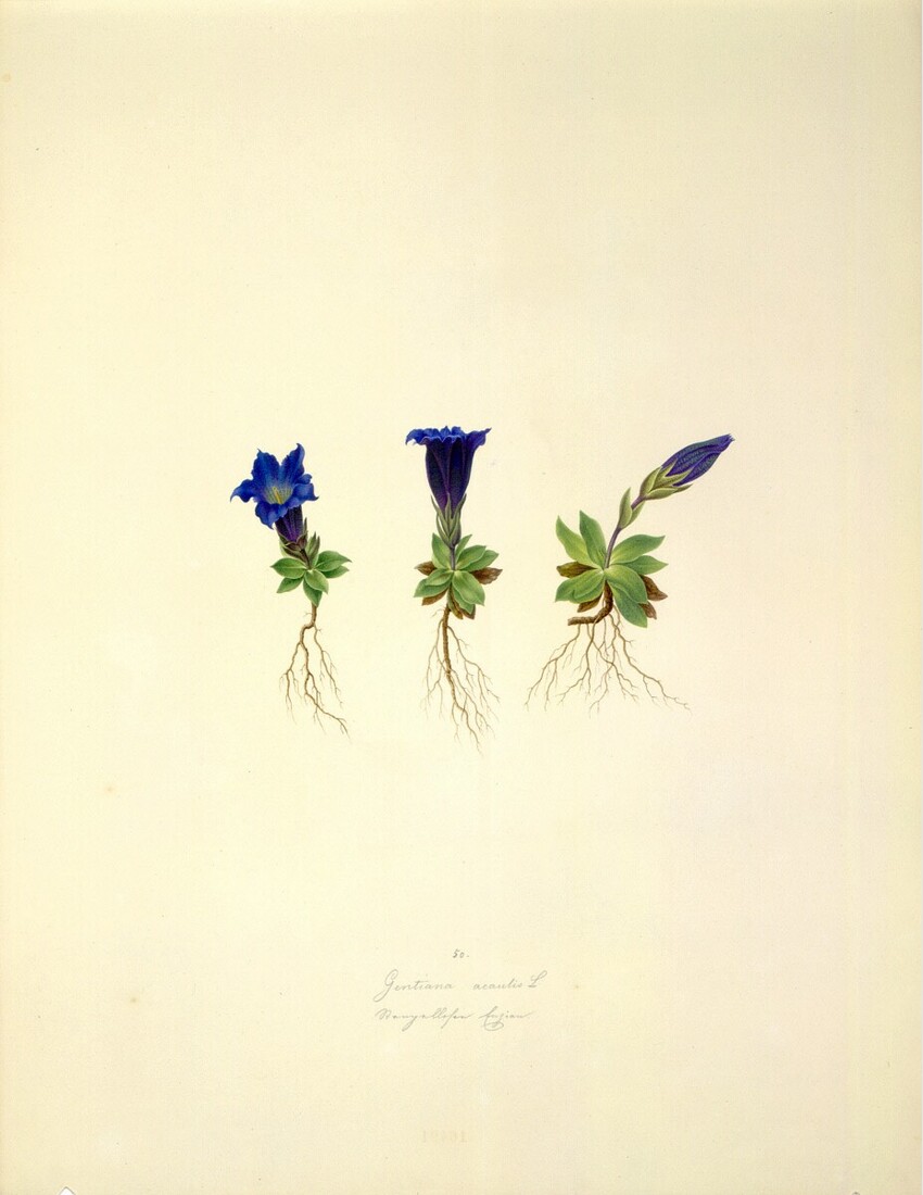 August Rokert (Fulnek in Mähren 1775 - 1855 Wien) | Gentiana acaulis L - Kochscher Enzian | Displayed motifs: Flower, Plant, 