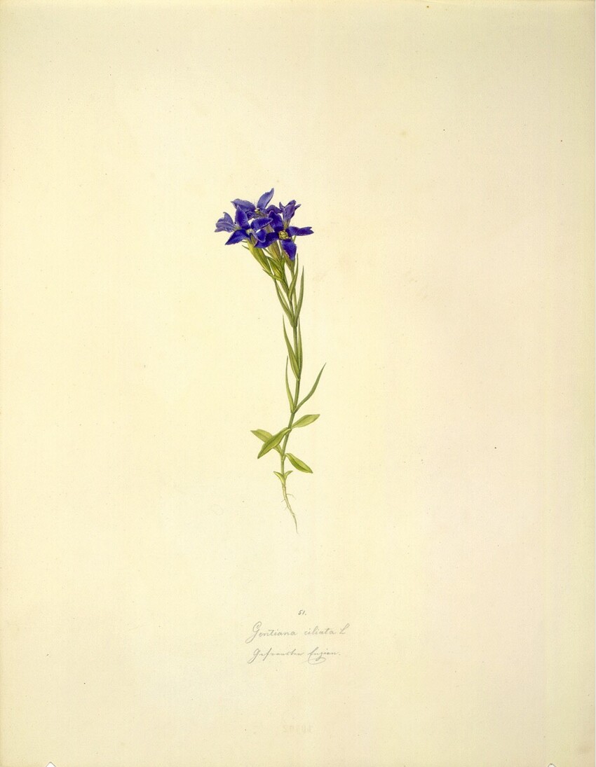 August Rokert (Fulnek in Mähren 1775 - 1855 Wien) | Gentiana ciliata L - Gewöhnlicher Fransenenzian | Displayed motifs: Flower, Plant, 