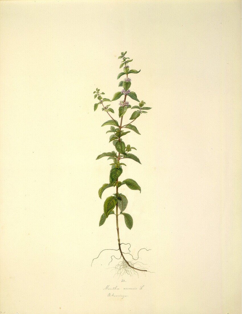 August Rokert (Fulnek in Mähren 1775 - 1855 Wien) | Mentha arvensis L - Ackerminze | Displayed motifs: Plant, 