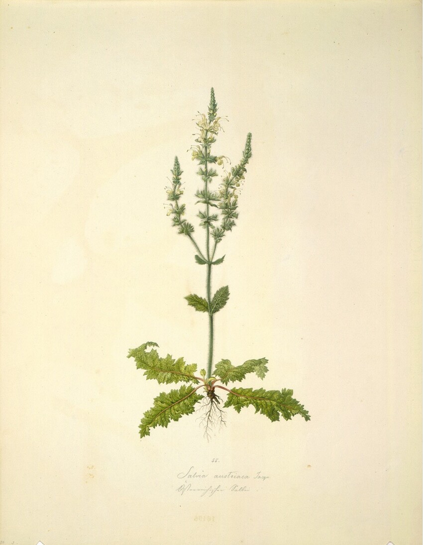 August Rokert (Fulnek in Mähren 1775 - 1855 Wien) | Salvia austriaca Jacqu. - Österreichischer Salbei | Displayed motifs: Plant, Flower, 