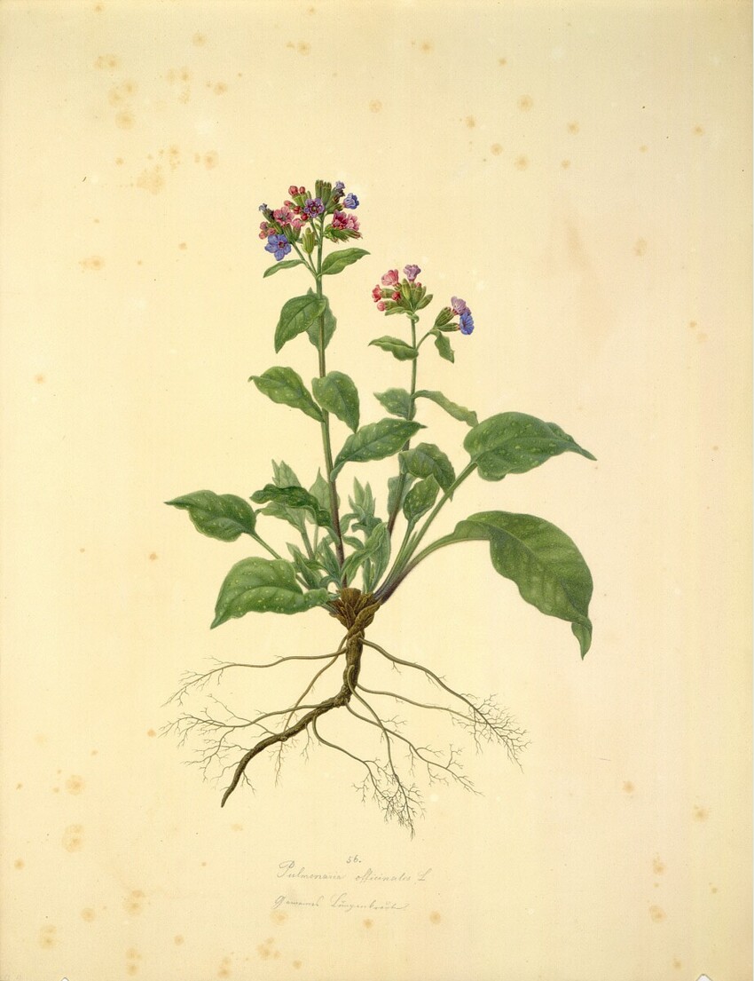 August Rokert (Fulnek in Mähren 1775 - 1855 Wien) | Pulmonaria officinalis L - Geflecktes Lungenkraut | Displayed motifs: Plant, Flower, 