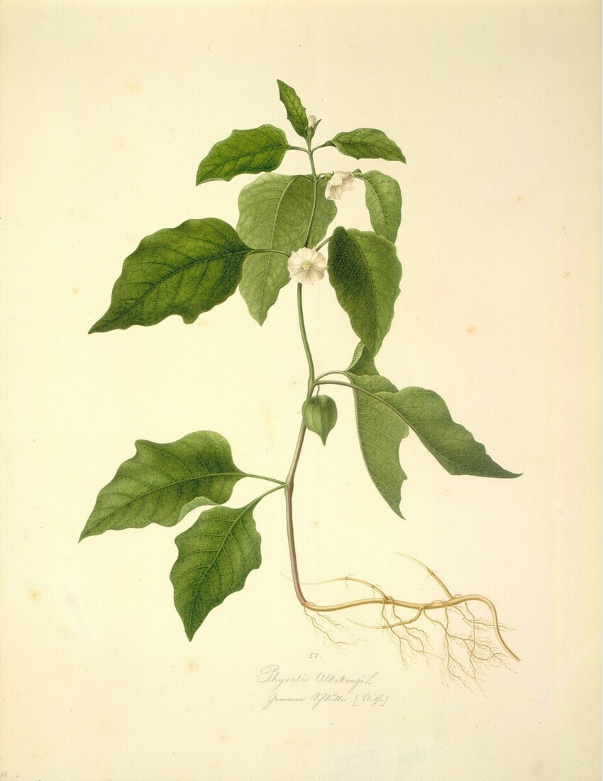 August Rokert (Fulnek in Mähren 1775 - 1855 Wien) | Physalis Alkekengi L - Lampionblume (Blüte) | Displayed motifs: Plant, Flower, 
