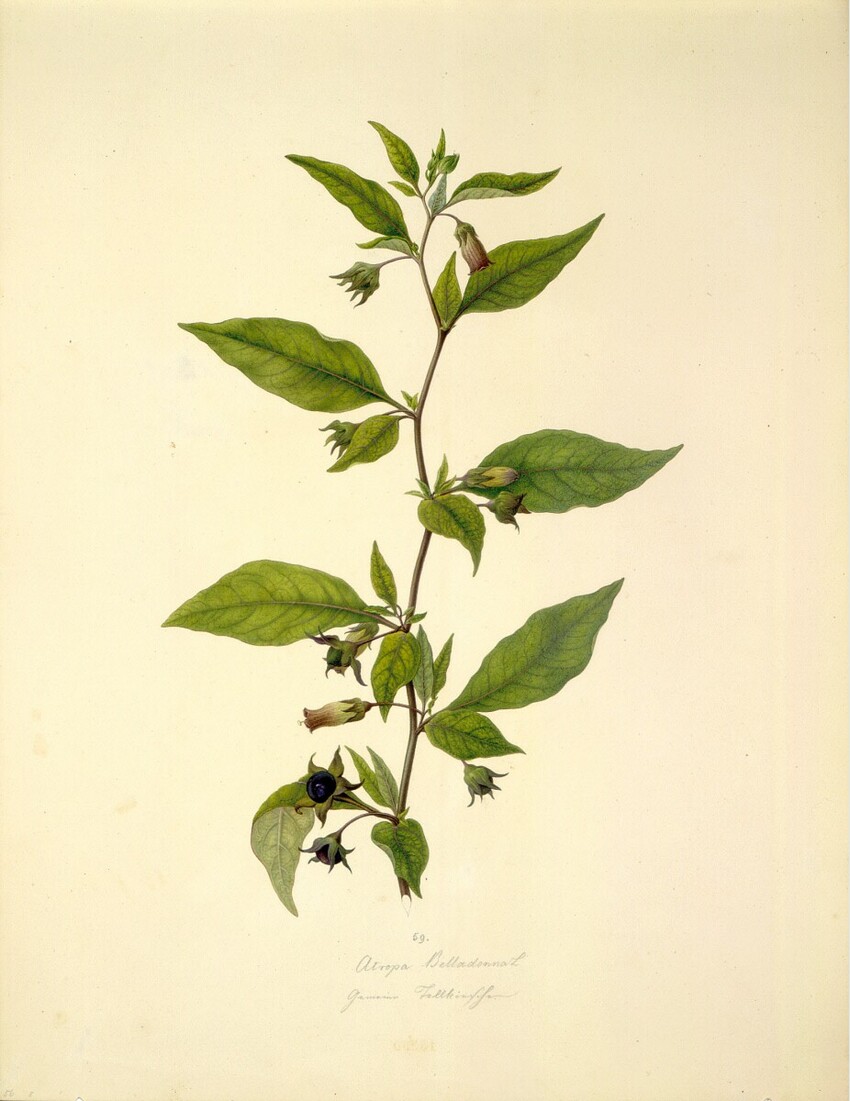 August Rokert (Fulnek in Mähren 1775 - 1855 Wien) | Atropa belladonna L - Schwarze Tollkirsche | Displayed motifs: Plant, Flower, 