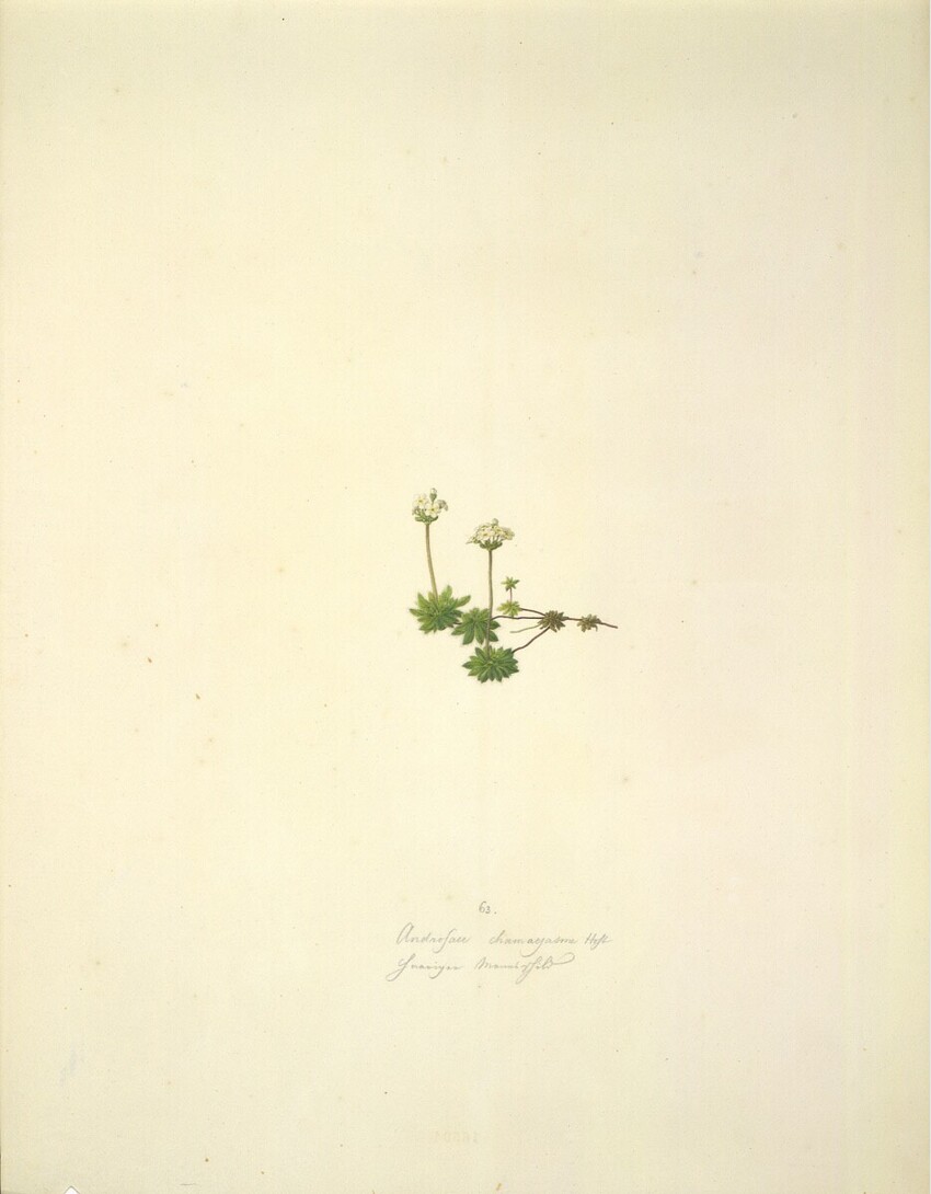 August Rokert (Fulnek in Mähren 1775 - 1855 Wien) | Androsace chamaejasme Host - Bewimperter Mannsschild | Displayed motifs: Flower, Plant, 