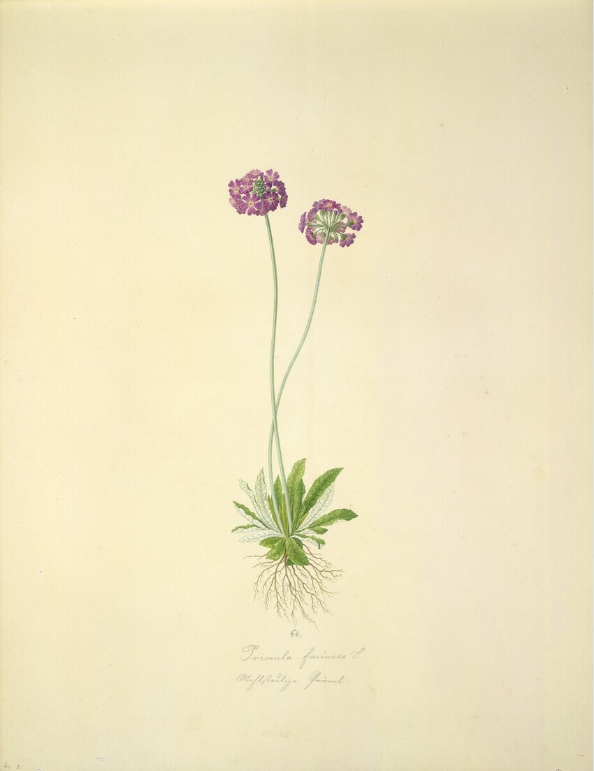 August Rokert (Fulnek in Mähren 1775 - 1855 Wien) | Primula farinosa L - Mehlprimel | Displayed motifs: Flower, Plant, 