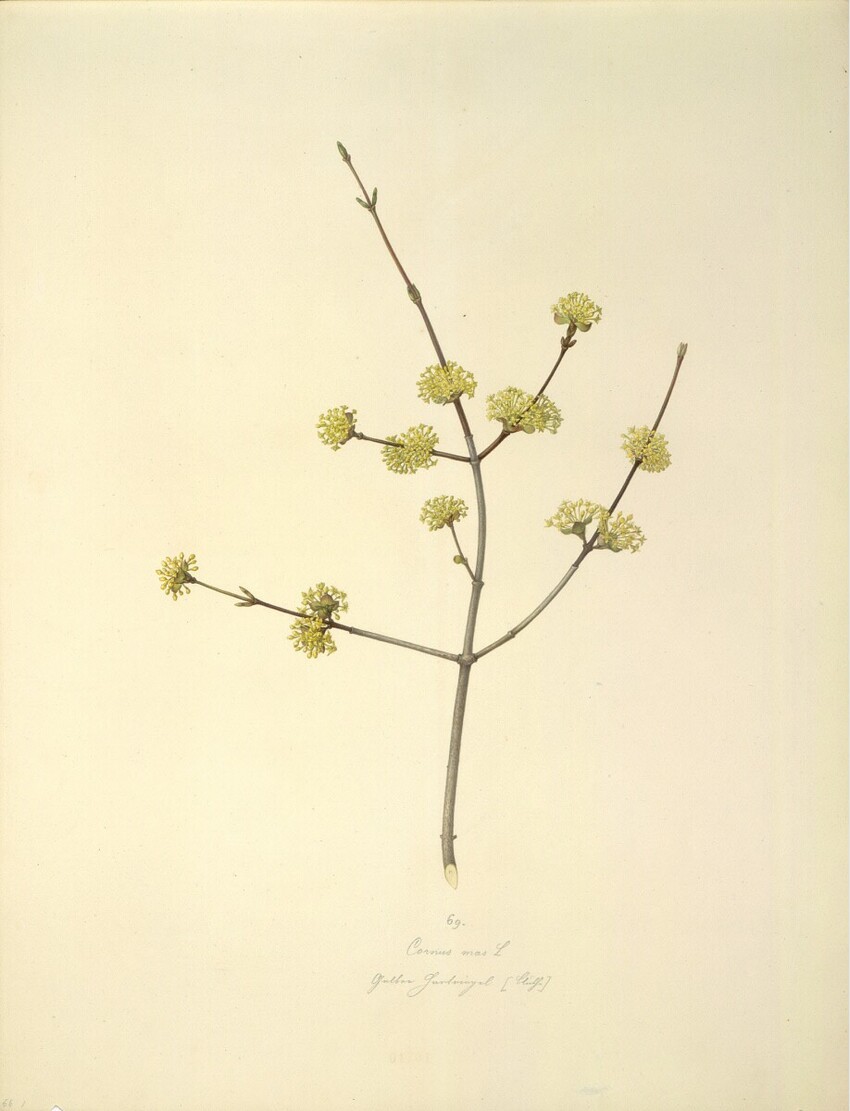 August Rokert (Fulnek in Mähren 1775 - 1855 Wien) | Cornus mas L - Kornelkirsche (Blüte) | Displayed motifs: Plant, Flower, 