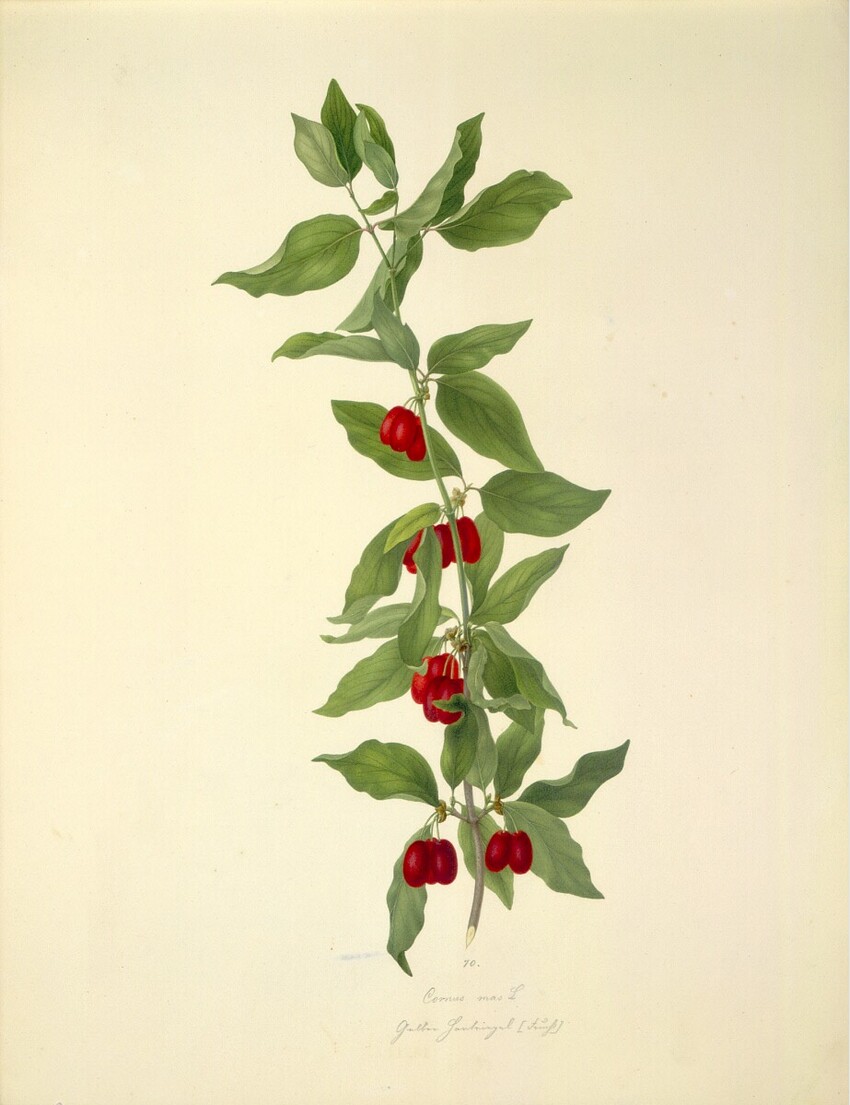 August Rokert (Fulnek in Mähren 1775 - 1855 Wien) | Cornus mas L - Kornelkirsche (Frucht) | Displayed motifs: Fruit, Flower, Plant, 