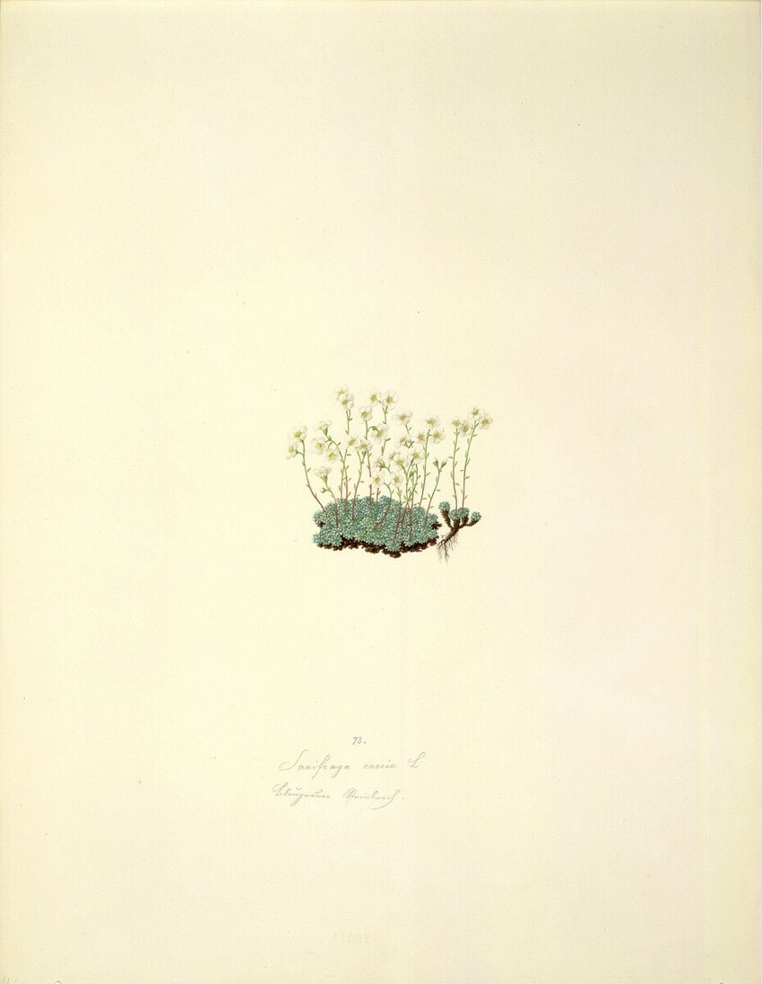 August Rokert (Fulnek in Mähren 1775 - 1855 Wien) | Saxifraga caesia L - Blaugrüner Steinbrech | Displayed motifs: Plant, 