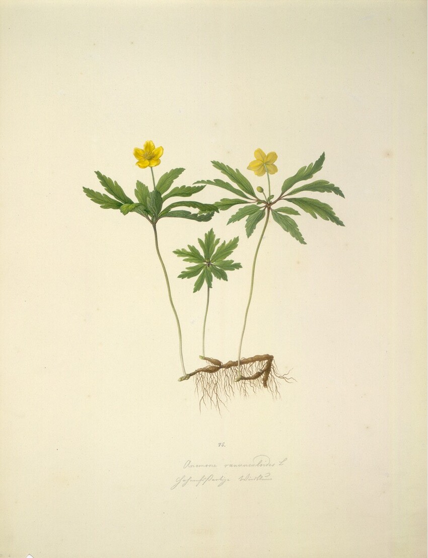 August Rokert (Fulnek in Mähren 1775 - 1855 Wien) | Anemone ranunculoides L - Gelbes Windröschen | Displayed motifs: Flower, Insect, Plant, 