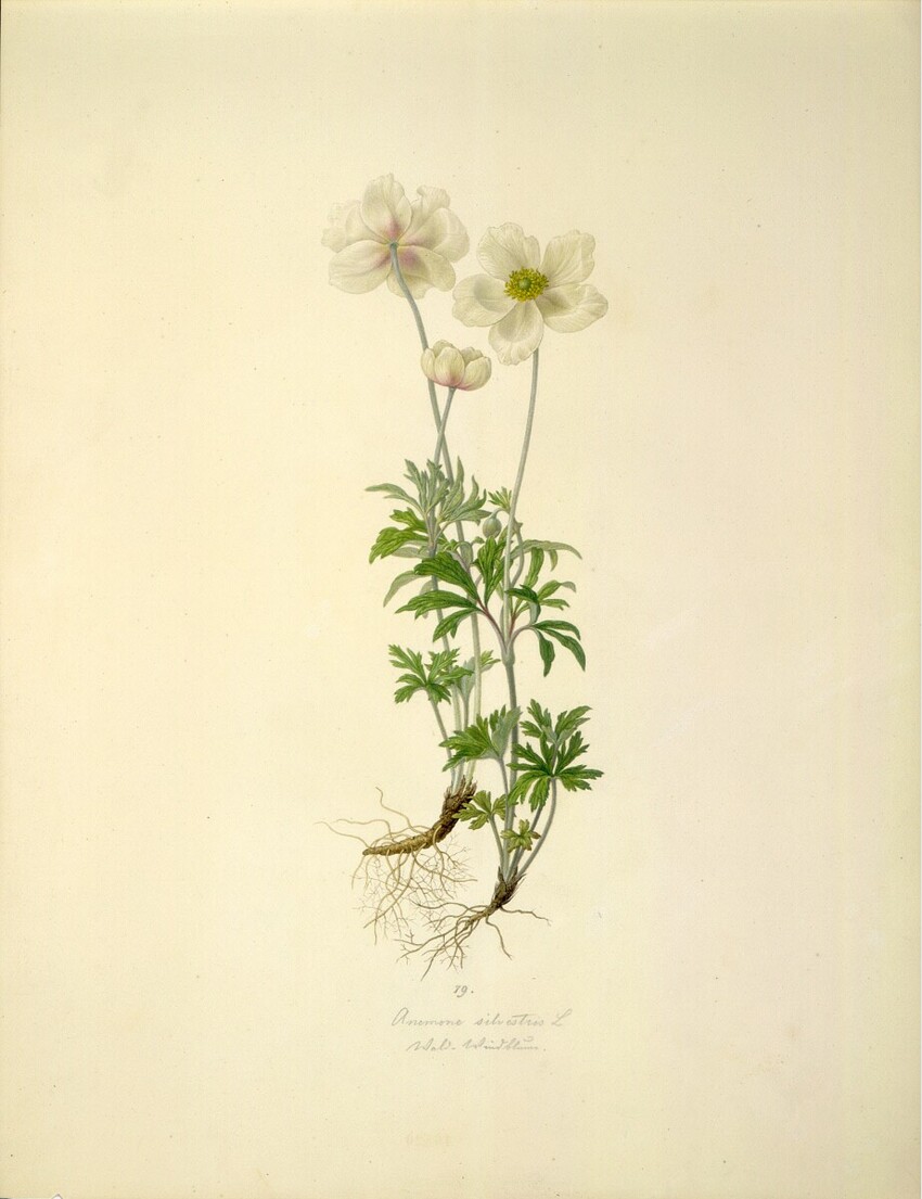 August Rokert (Fulnek in Mähren 1775 - 1855 Wien) | Anemone silvestris L - Großes Windröschen | Displayed motifs: Flower, White dove, 