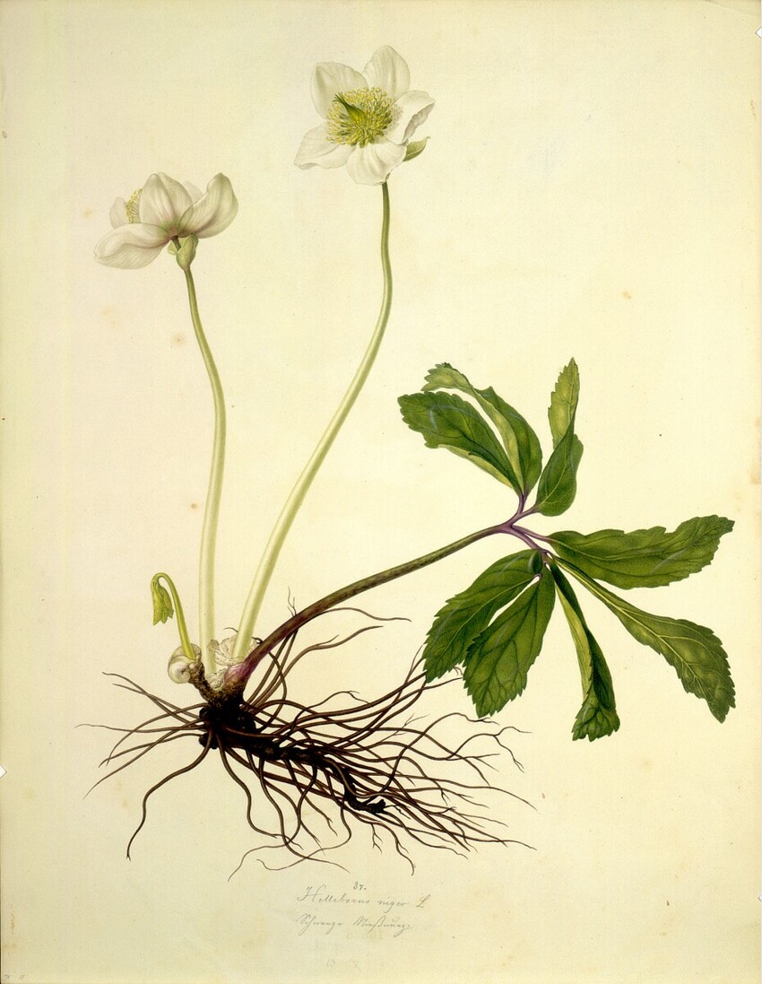 August Rokert (Fulnek in Mähren 1775 - 1855 Wien) | Helleborus niger L - Schneerose | Displayed motifs: Flower, Plant, 
