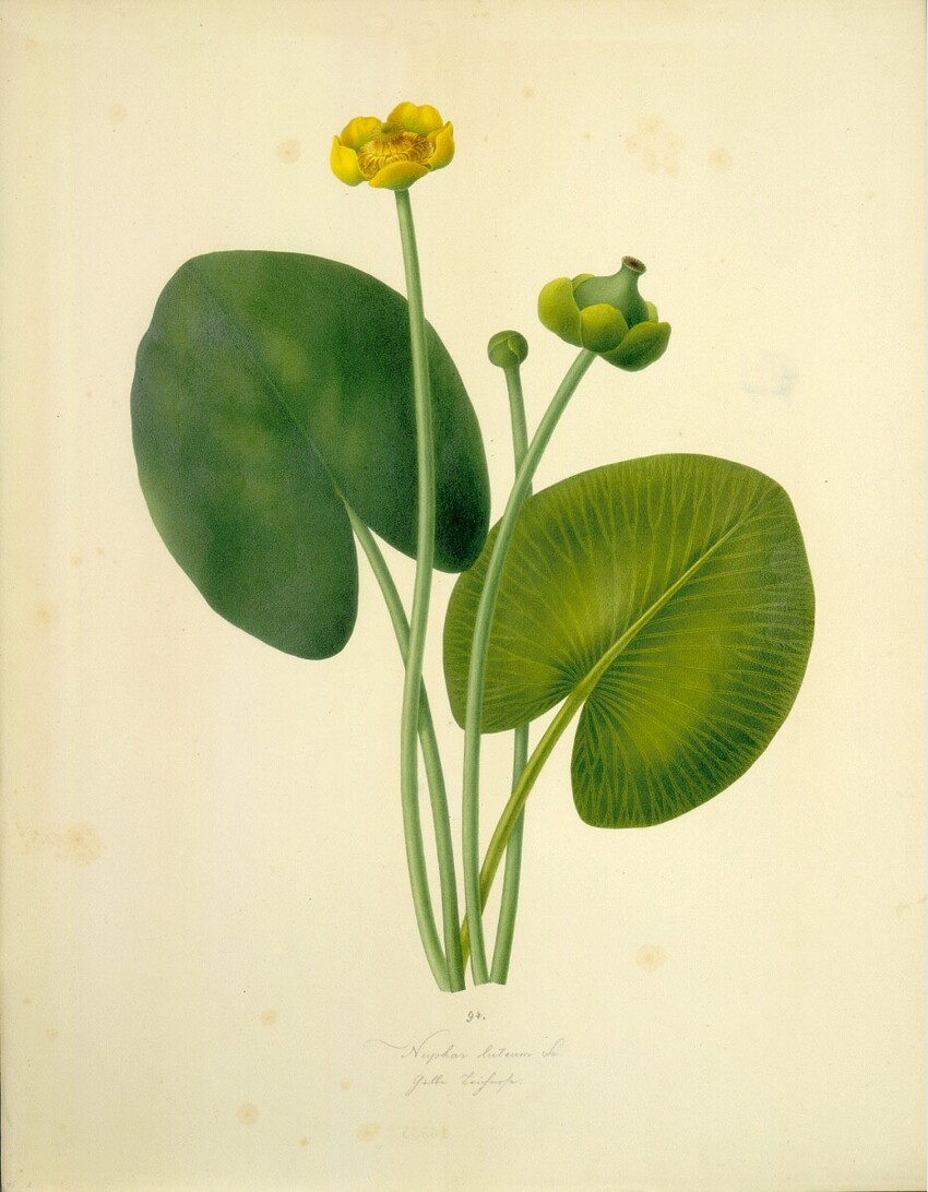 August Rokert (Fulnek in Mähren 1775 - 1855 Wien) | Nuphar luteum Sm - Gelbe Teichrose | Displayed motifs: Flower, Halo, Plant, Coat of arms, 