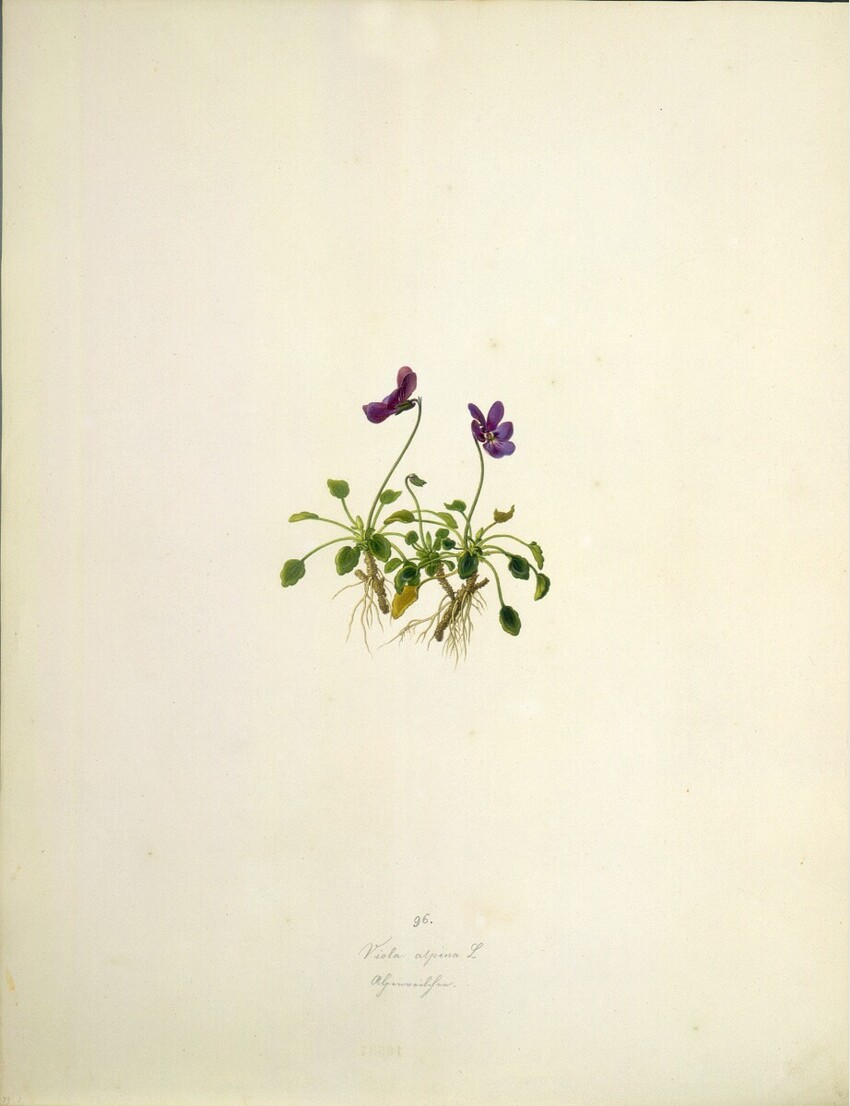 August Rokert (Fulnek in Mähren 1775 - 1855 Wien) | Viola alpina L - Alpenveilchen | Displayed motifs: Flower, Plant, Houseplant, 