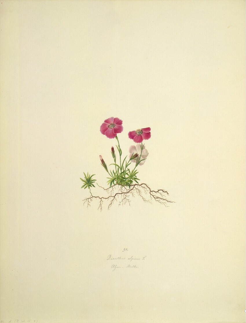 August Rokert (Fulnek in Mähren 1775 - 1855 Wien) | Dianthus alpinus L - Alpennelke | Displayed motifs: Flower, 