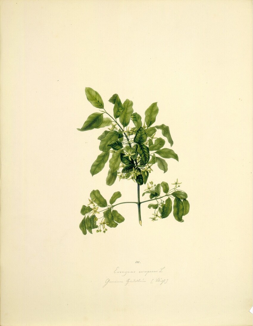 August Rokert (Fulnek in Mähren 1775 - 1855 Wien) | Euonymus europaeus L - Gewöhnlicher Spindelstrauch (Blüte) | Displayed motifs: Plant, 