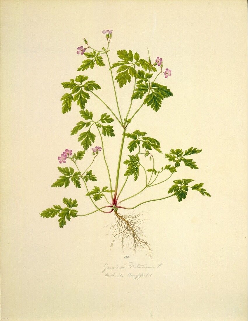 August Rokert (Fulnek in Mähren 1775 - 1855 Wien) | Geranium Robertianum L - Ruprechtskraut | Displayed motifs: Plant, Flower, 