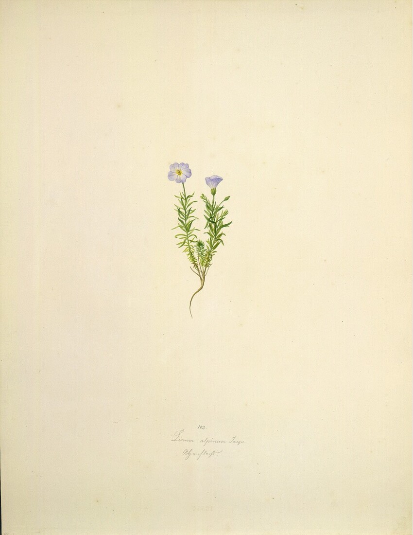 August Rokert (Fulnek in Mähren 1775 - 1855 Wien) | Linum alpinum Jacqu. - Alpen-Lein | Displayed motifs: Flower, Plant, 