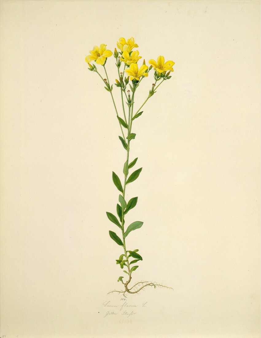 August Rokert (Fulnek in Mähren 1775 - 1855 Wien) | Linum flavum L - Gelber Lein | Displayed motifs: Flower, Plant, Houseplant, 