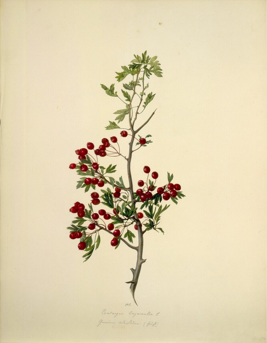 August Rokert (Fulnek in Mähren 1775 - 1855 Wien) | Crataegus Oxyacantha L - Zweigriffeliger Weißdorn (Frucht) | Displayed motifs: Plant, Fruit, Flower, 