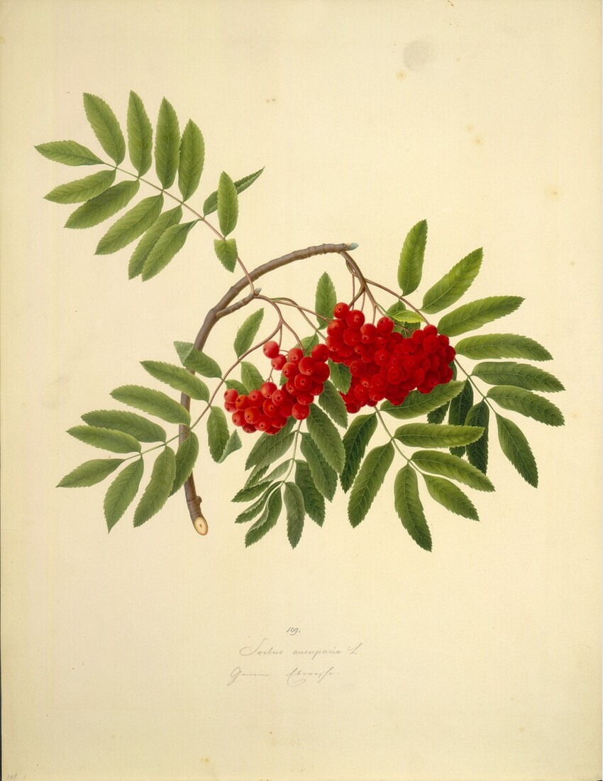 August Rokert (Fulnek in Mähren 1775 - 1855 Wien) | Sorbus aucuparia L - Eberesche | Displayed motifs: Plant, Fruit, 