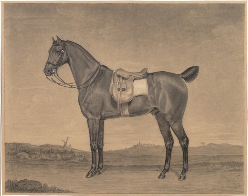 J.W.Sperling | Gesattelter, graubrauner Hengst (Rennpferd ?) nach links | Displayed motifs: Horse, 
