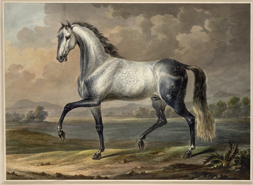 Johann Nepomuk Höchle (München 1790 - 1835 Wien) | Schimmel (Klepper) | Displayed motifs: Horse, 