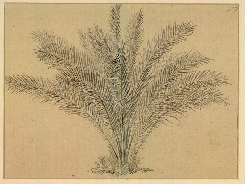 Heinrich Reinhold (Gera 1788 - 1825 Rom) | Junge Palme | Displayed motifs: Tree, Palm tree, Plant, 