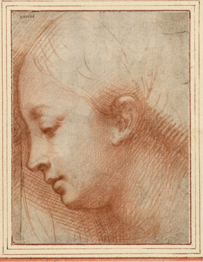 Camillo Boccaccino (Italien, 1504/05 - 1546) | Frauenkopf im Profil nach links | Displayed motifs: Human face, Human ear, Man, Human nose, Person, Human head, 