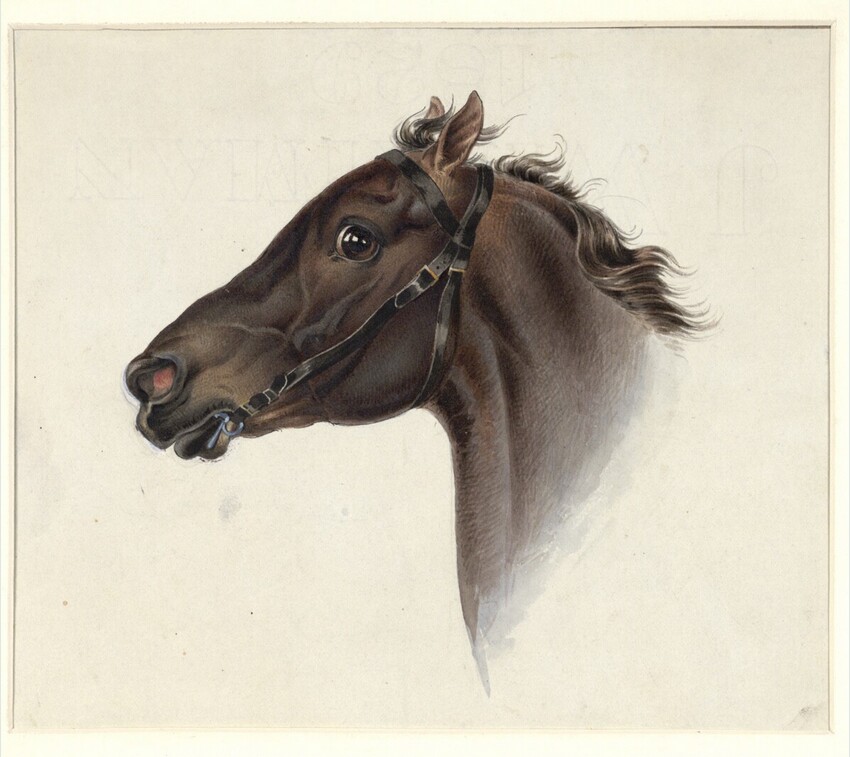 Joseph Heicke (Wien 1811 - 1861 Wien) | Pferdekopf | Displayed motifs: Horse, 