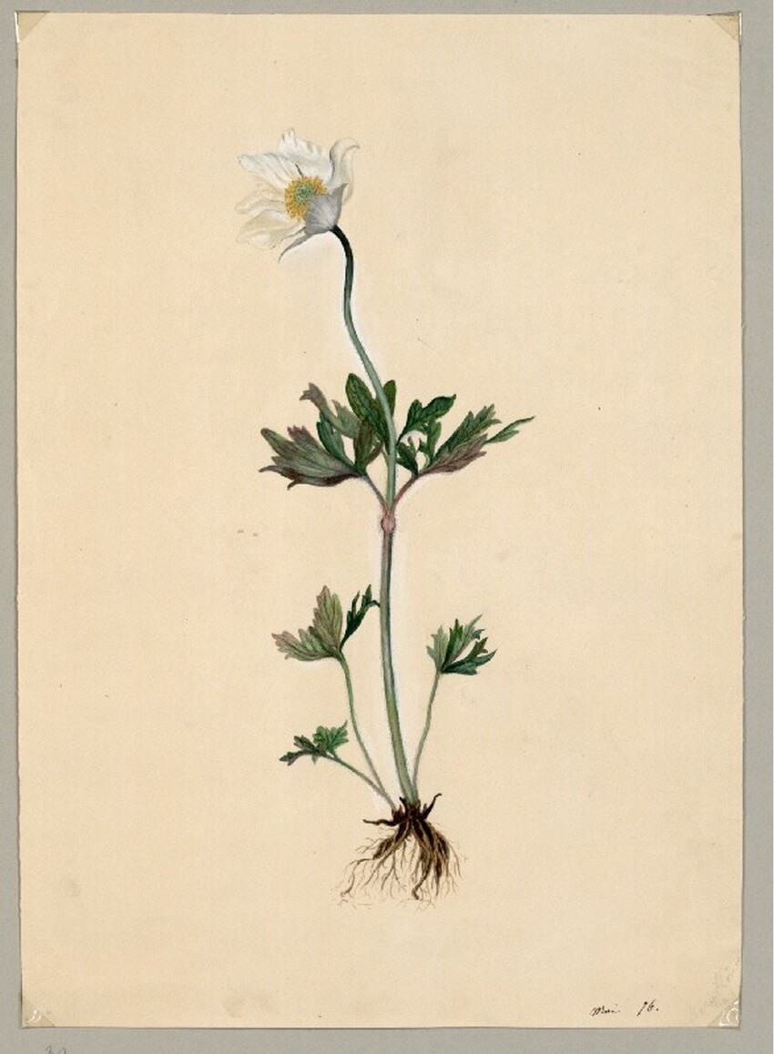 Marie Lippert-Hoerner (Wien 1860 - 1932 Wien) | Buschwindröschen | Displayed motifs: Flower, White dove, Plant, 