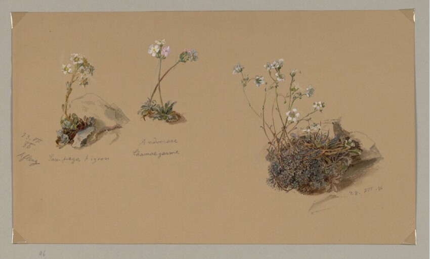 Marie Lippert-Hoerner (Wien 1860 - 1932 Wien) | Sascifraga Aizoon und Androsace Chamoejasme | Displayed motifs: Plant, Flower, Coat of arms, 