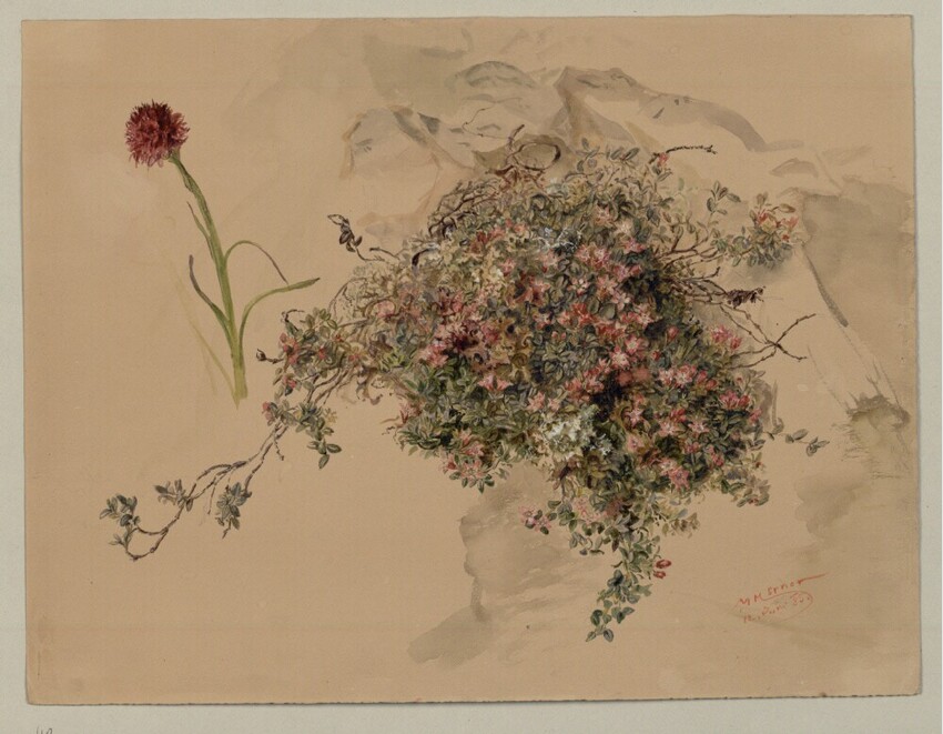 Marie Lippert-Hoerner (Wien 1860 - 1932 Wien) | Kohlröserl und Steinbuch | Displayed motifs: Flower, Plant, Tree, 