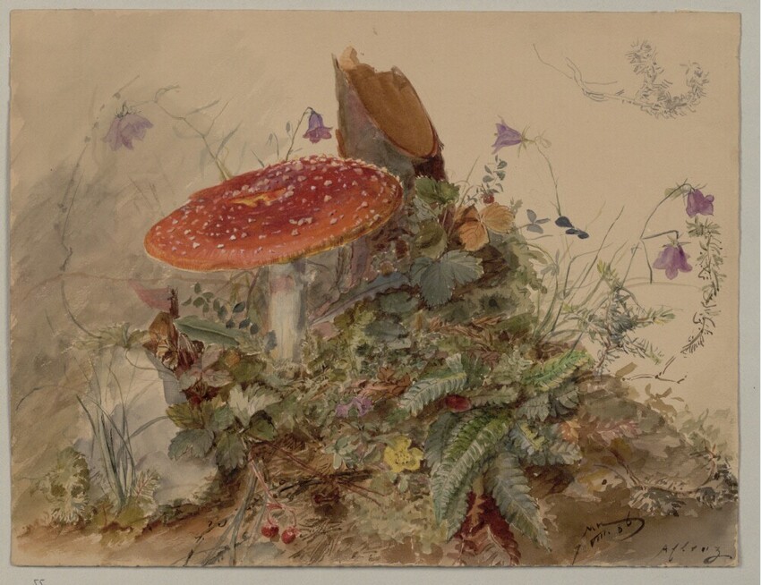 Marie Lippert-Hoerner (Wien 1860 - 1932 Wien) | Fliegenpilz | Displayed motifs: Flower, Mushroom, White dove, Plant, 