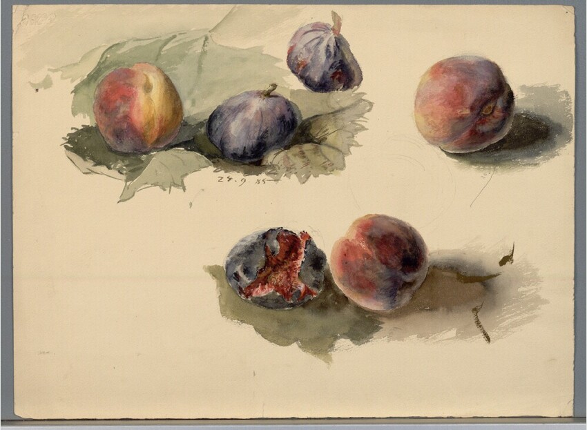 Marie Lippert-Hoerner (Wien 1860 - 1932 Wien) | Pfirsiche und Feigen | Displayed motifs: Food, Fruit, Vegetable, 