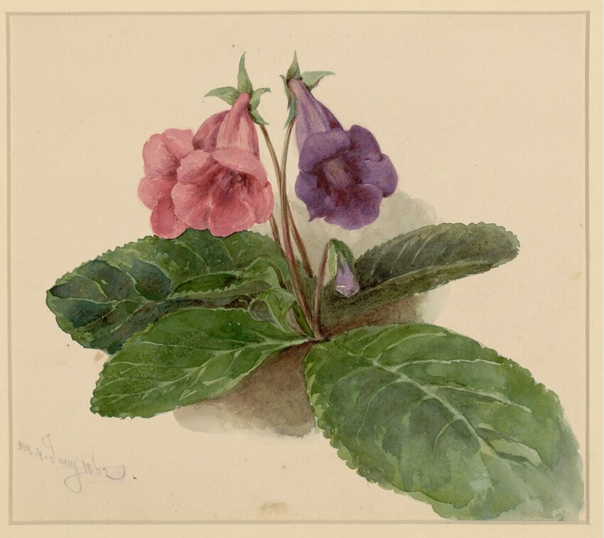 Franz Alt (Wien 1821 - 1914 Wien) | Rote und blaue Labelie | Displayed motifs: Flower, Plant, 
