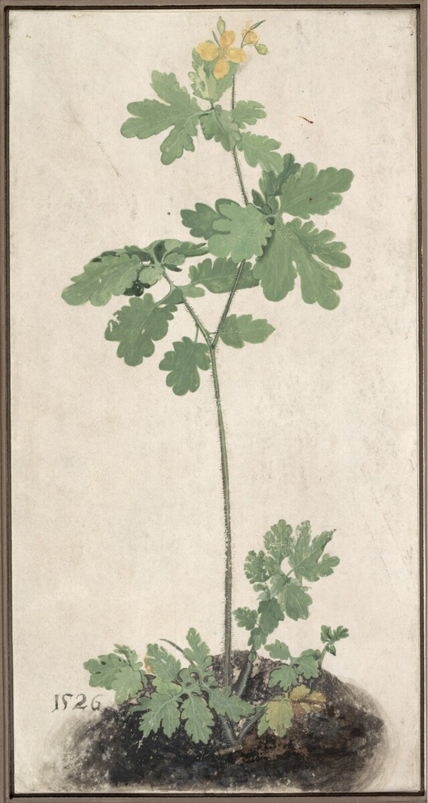 Albrecht Dürer (Nürnberg 1471 - 1528 Nürnberg) | Schöllkraut | Displayed motifs: Plant, Flower, Houseplant, 