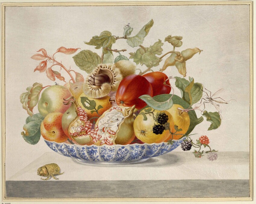 Maria Sibylla Merian (Frankfurt am Main 1647 - 1717 Amsterdam) | Obstschale | Displayed motifs: Fruit, Putto, Flower, Insect, White dove, Coat of arms, Apple, 